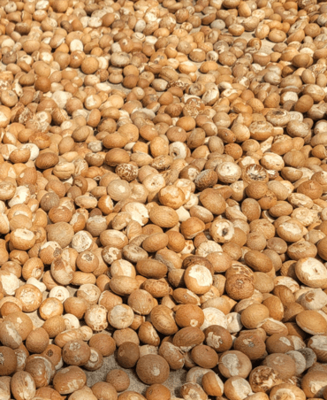 betelnut