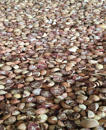 betelnut