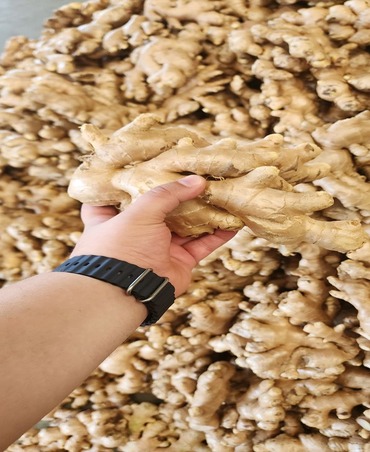 ginger