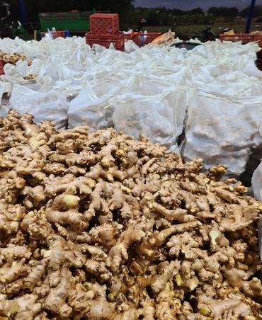 ginger