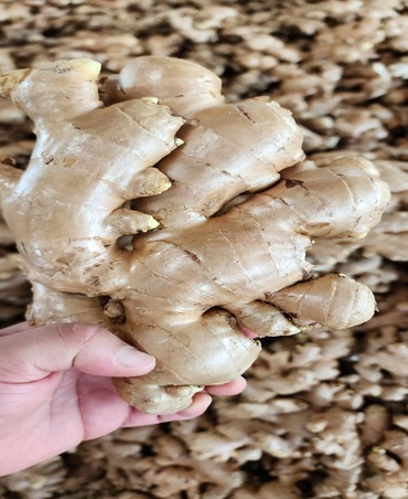 ginger