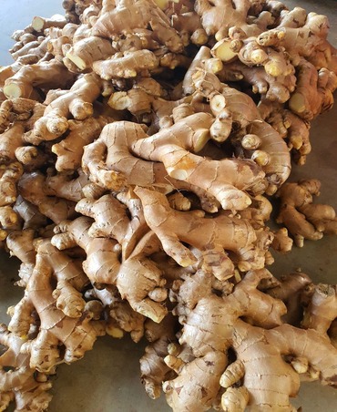 ginger