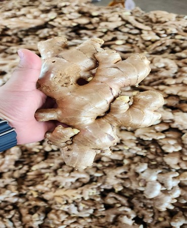 ginger