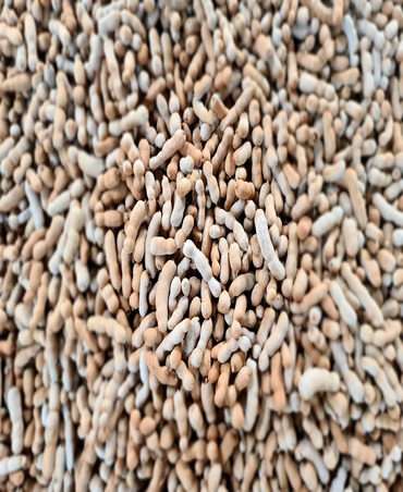 tamarind