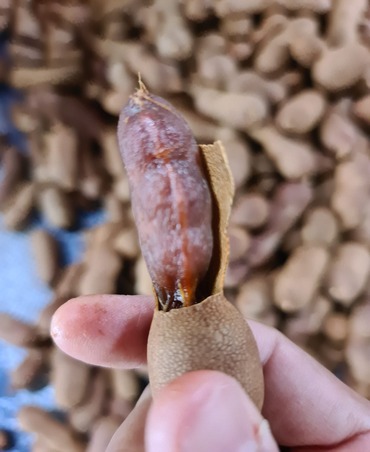 tamarind