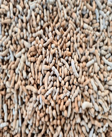 tamarind