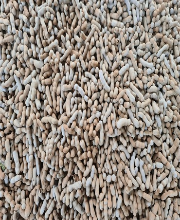 tamarind