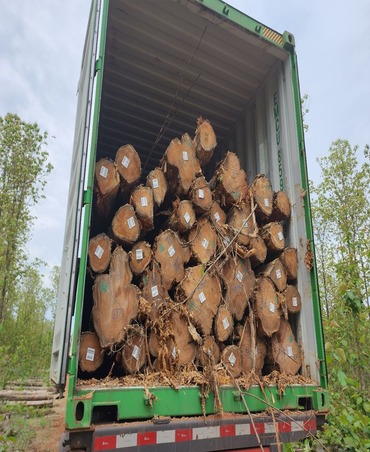 teakwood
